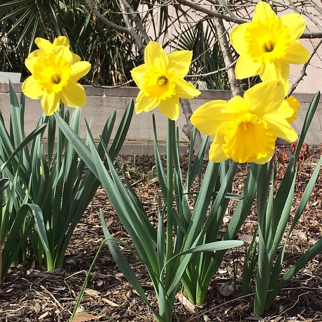spring daffodils by nicole bullock