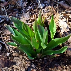 Wordless Wednesday: Signs of Spring